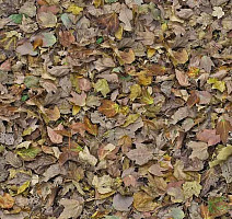 Ковролин Flotex Vision Image 000509 Autumn Leaves Green фото 1 | FLOORDEALER